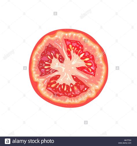 Vector Rodaja De Tomate Ilustraci N De Tomate Ilustraci N Del Vector