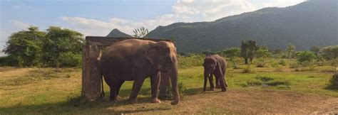 Bangkok Elephant Tour