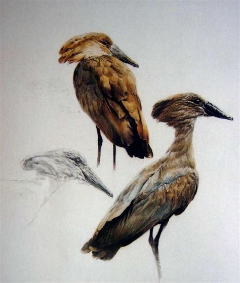 Three Birds In Watercolor Raymond Harris Ching