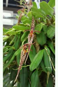 Some Very Pretty Looking Plants With Flowers On It S Stems And Green