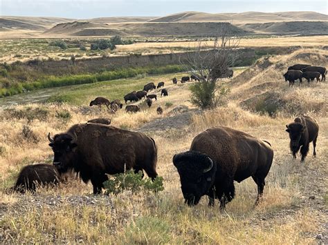 Hunting — Big Sky Bison