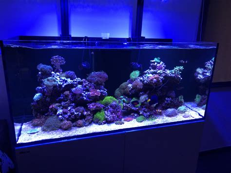 Nouvelle Photo De Mon Aquarium B Recifal 350 B