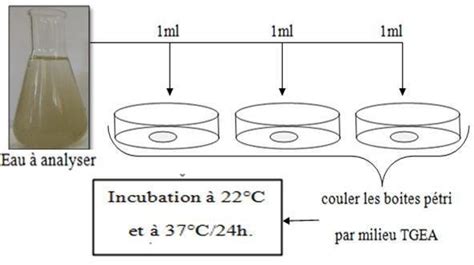 Recherche et dénombrement des germes totaux Download Scientific Diagram