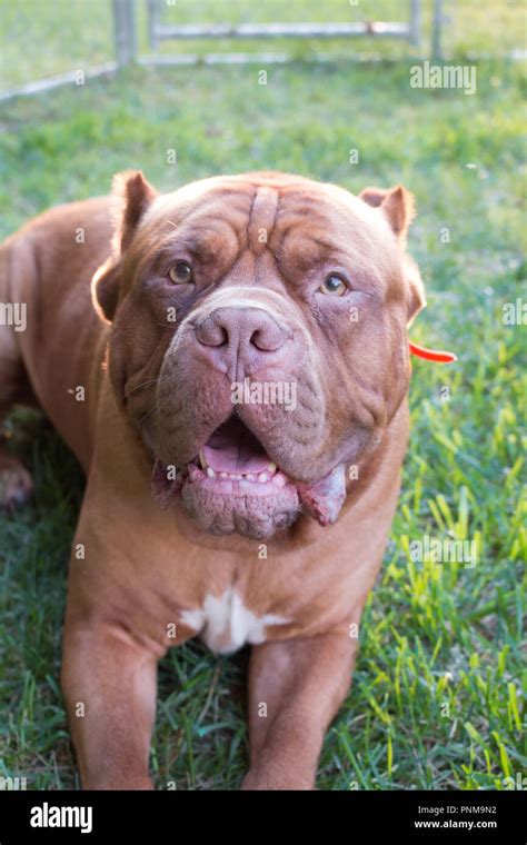 American bandogge mastiff hi-res stock photography and images - Alamy