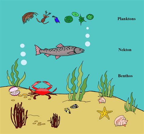 Aquatic organisms Study Guide - Inspirit