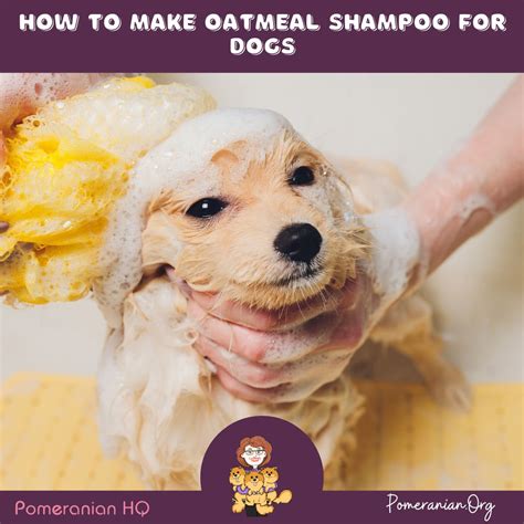 Learn How to Make Oatmeal Shampoo for Dogs