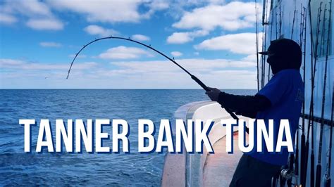 How To Land Tanner Bank Tuna With Expert Tips Youtube