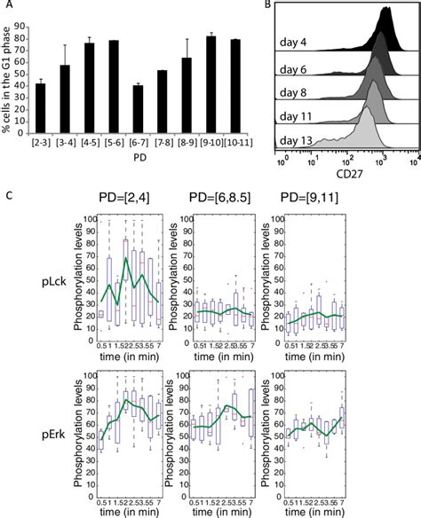 Cell Cycle Surface Marker Expression And Signaling Trends Over Time