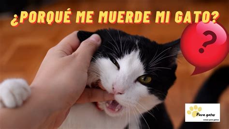 PORQUÉ MI GATO ME MUERDE AYUDA MI GATO ME MUERDE Y NO SÉ COMO