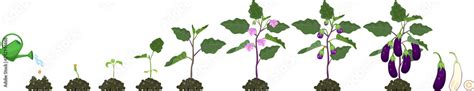 Life Cycle Of Eggplant Growth Stages From Seeding To Flowering And