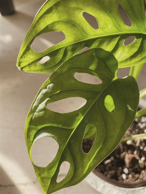 Monstera adansonii má specifické děrování listů - Dřevostavitel.cz