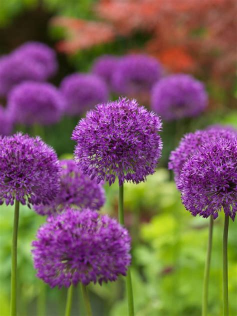 Allium Purple Sensation Riverside Garden Centre