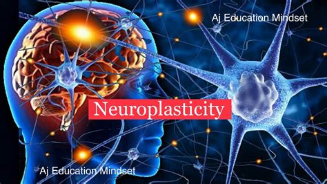 How Neuroplasticity Does Work Increase Brain Memory Aj Education Mindset