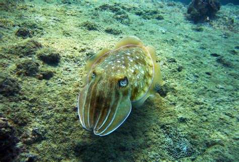 Bright Cuttlefish Photos Free Royalty Free Stock Photos From