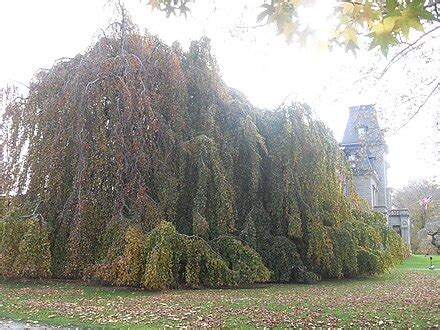 weeping beech wikipedia