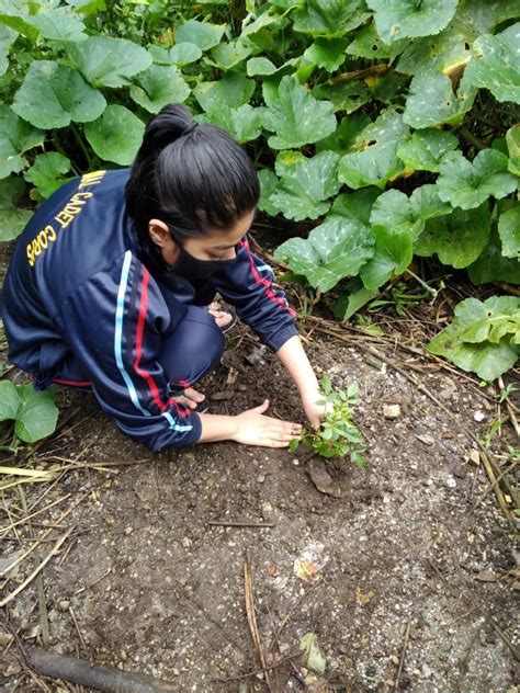 Tree Plantation India Ncc