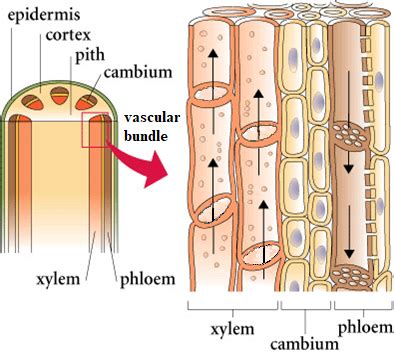 Cross Section Of Leaf Xylem And Phloem