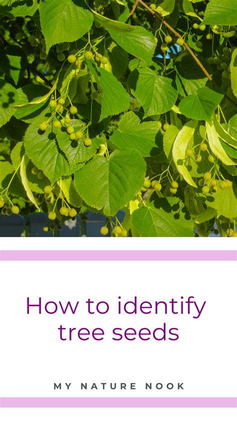 How To Identify Our Most Common Tree Seeds Artofit