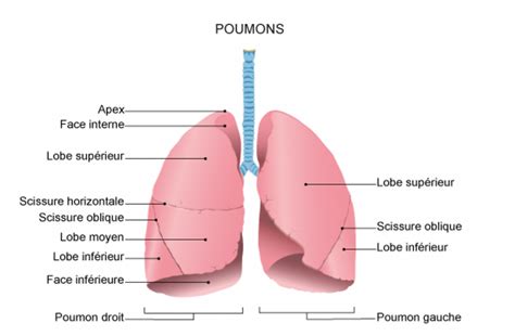 Poumon Scissures