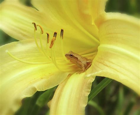 Daylily Frog Side View Photograph By Mtbobbins Photography Fine Art