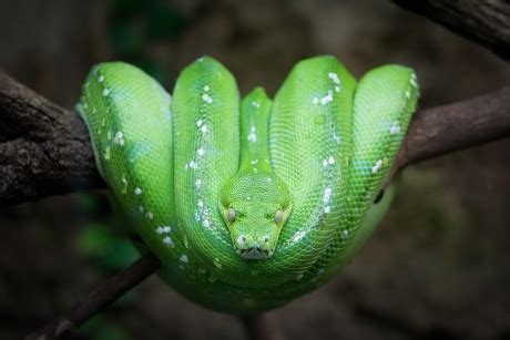 91 Green tree python Stock Pictures, Editorial Images and Stock Photos ...