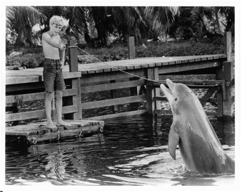 Pictures And Photos From Flipper Tv Series 19641967 Flipper Picture