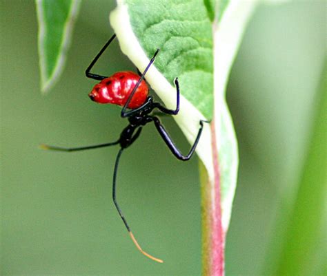 Wheel Bug Nymph and Adult - What's That Bug?