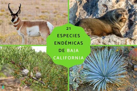 Especies End Micas De Baja California Nombres Y Fotos