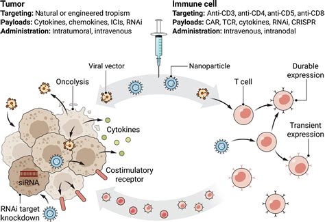 In Vivo Gene Immunotherapy For Cancer Science Translational Medicine