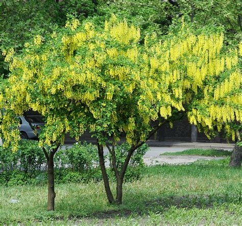 Бобовник анагиролистный, или золотой дождь (Laburnum anagyroides ...