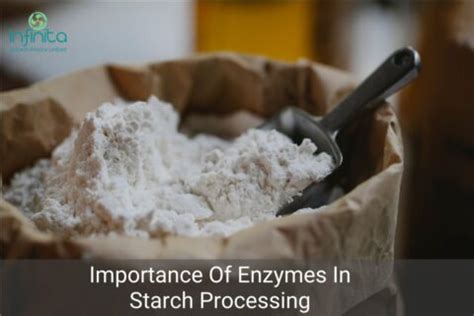 Importance Of Enzymes In Starch Processing Infinita Biotech