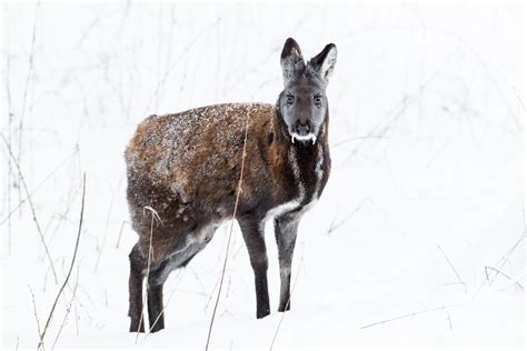 Siberian Musk Deer Ranua Resort