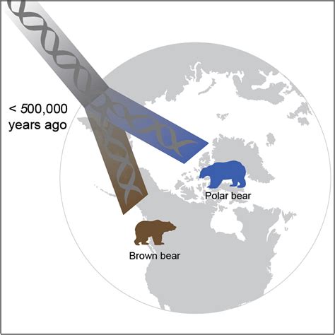 Evolution By Geneticists Again Yet Another Date For When Polar Bears