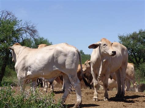 Namibia S N 6 3bn Livestock Sector In Need Of Urgent Growth Namibian Sun