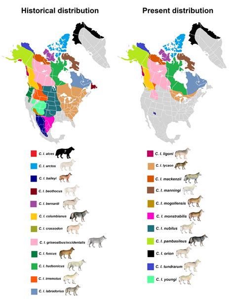 North American grey wolf subspecies distributions - Maps on the Web