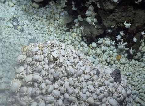 New Species Hairy Chested Yeti Crab Found In Antarctica