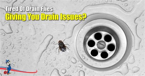 The Top 7 Methods For Getting Rid Of Drain Flies Hofen Drain