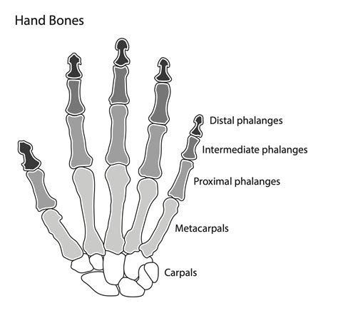 Hand Bone Anatomy Diagram