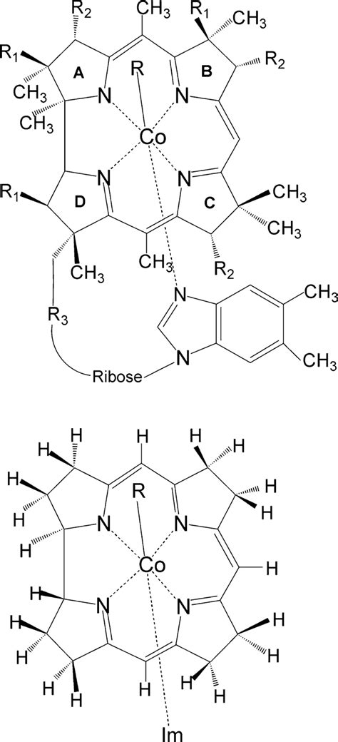 Top Molecular Structure Of B Cofactors R Me Or Ado R Ch