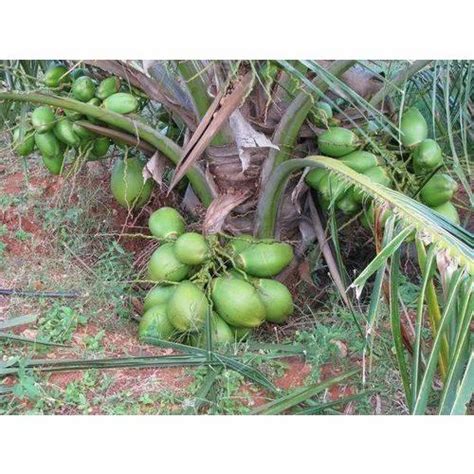 Hybrid Coconut Plant At Rs 350 Piece Fruits Plant In Jhansi ID