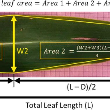 Calculation Of The Actual Area Of A Leaf By Using The Length And Width