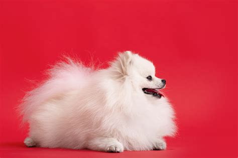 Spitz Pomeranian Jenis Anjing Lucu Terletak Di Latar Belakang Merah