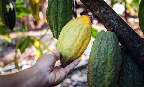 Colher o negócio de cacau agrícola produz a mão do agricultor de cacau