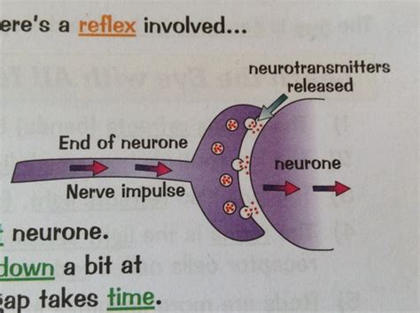 Synapses And Reflexes Flashcards Quizlet