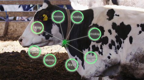 IoT Based Health Monitoring System For Dairy Cows Semantic 50 OFF