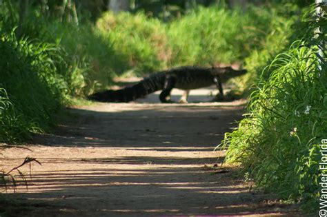 A Complete Guide To Hiking At Circle B Bar Reserve