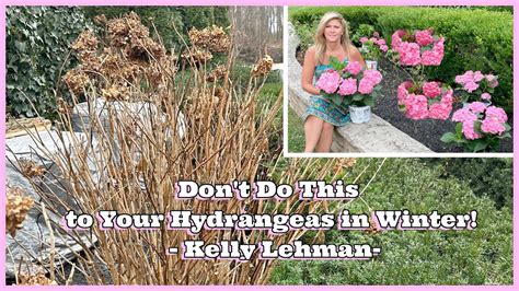 Dont Do This To Your Hydrangeas In Winter Tips From Kelly Lehman Youtube