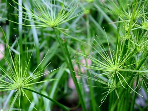 Cyperus Haspan L Dwarf Papyrus Sedge World Flora Pl Ntnet Identify