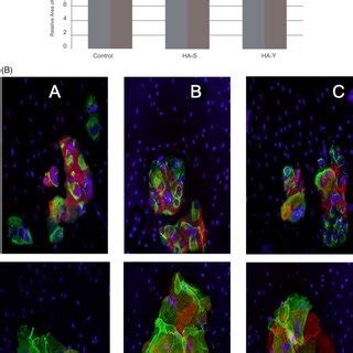 A Comparison Of Values Of Klotho Marker Expression Relative Area On