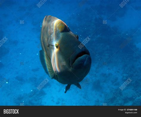 Napoleon Fish. Fish - Image & Photo (Free Trial) | Bigstock